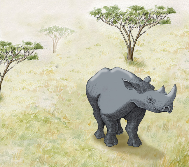 Rhinoceros (White)