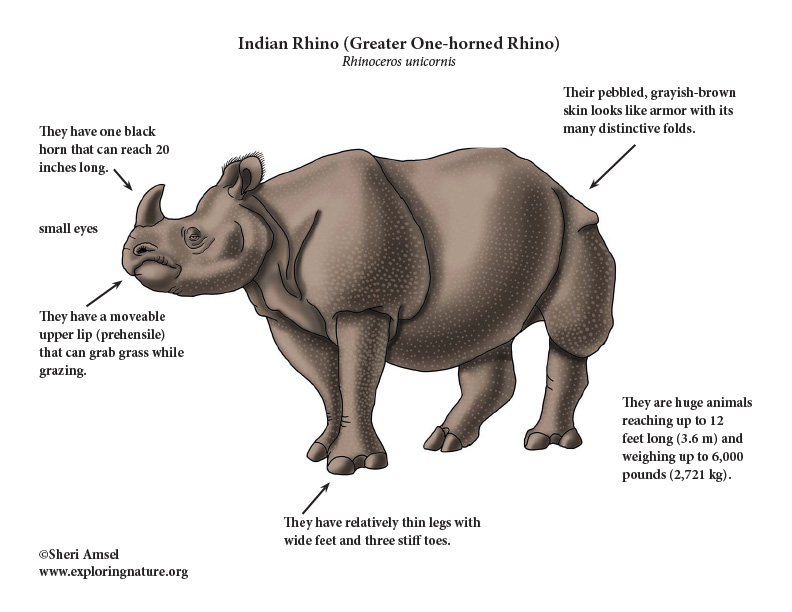 Rhinoceros (Indian) or Greater One-horned Rhinoceros