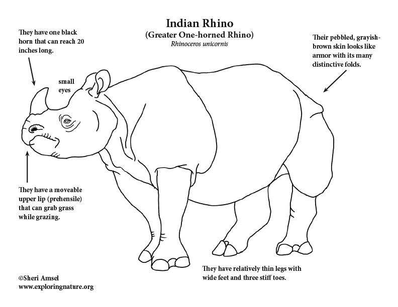 Rhino (Indian) Coloring Page