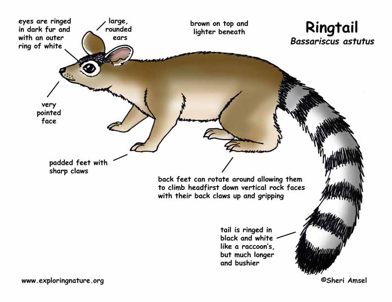 Ringtail