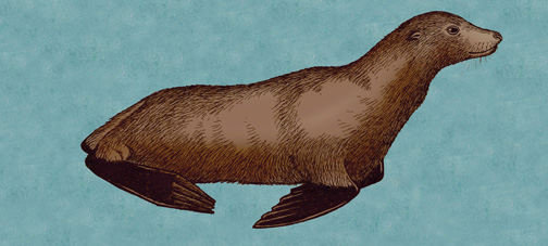 Sea Lion (California)
