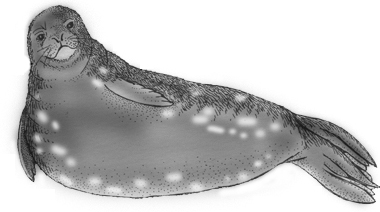 Seal (Weddell)