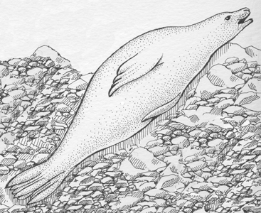 Seal (Crabeater)