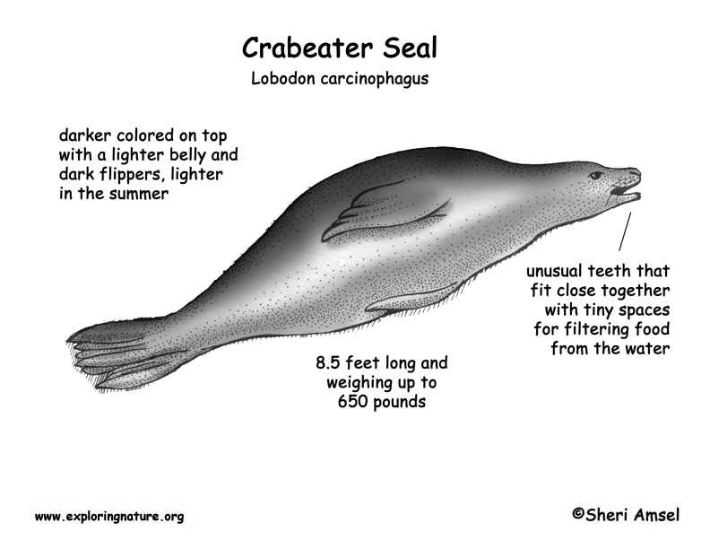 Seal (Crabeater)