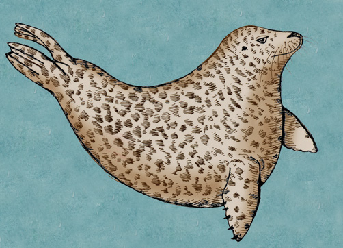 Seal (Harbor)