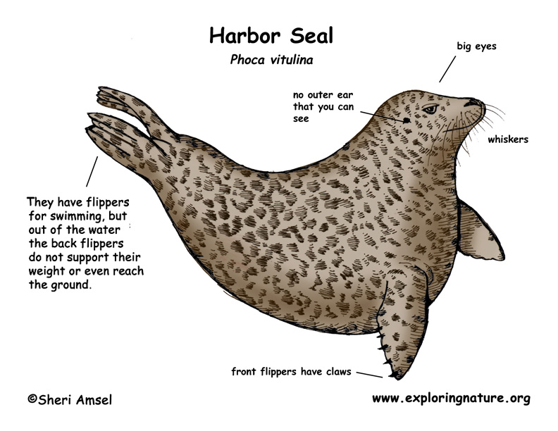 Seal (Harbor)