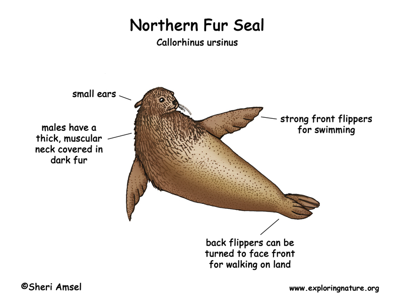 Seal (Northern Fur)