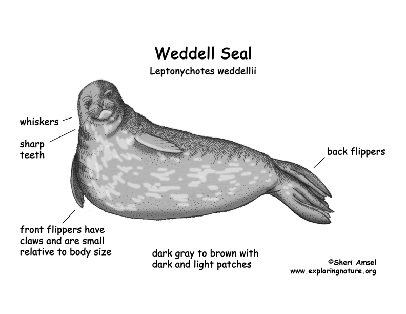 Seal (Weddell)