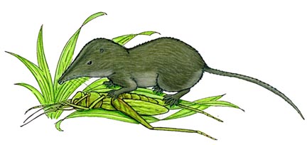 Shrew (Long-tailed Shrew) or Rock Shrew