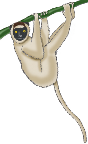 Sifaka (Verreaux's)