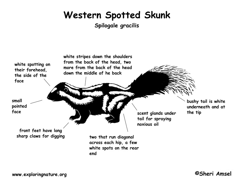 Skunk (Western Spotted) 