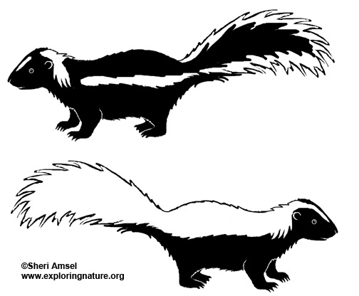 Skunk (Hooded)