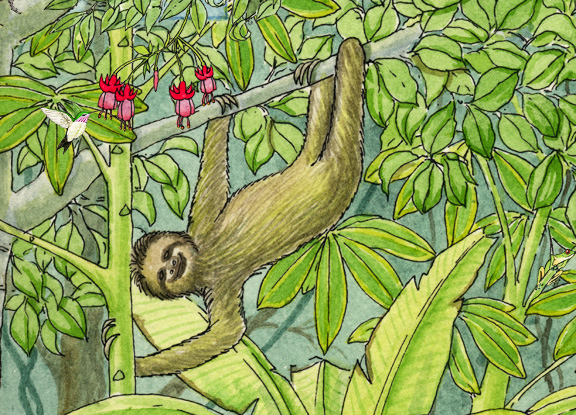 Sloth (Three-Toed)