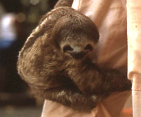 Sloth (Three-Toed)