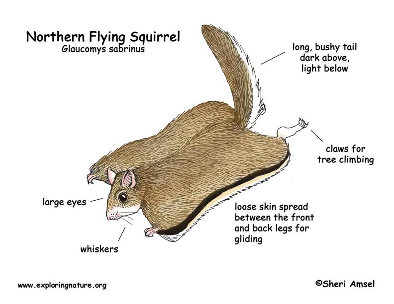 Squirrel (Northern Flying)