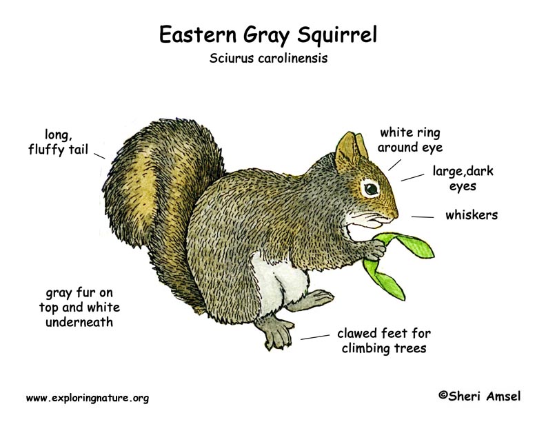 Squirrel (Eastern Gray)