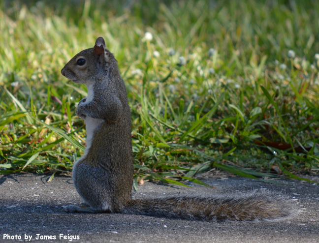 Squirrel (Eastern Gray)