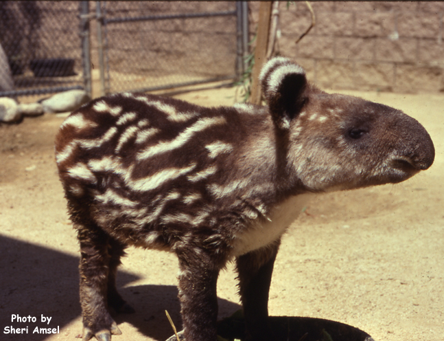 Tapir (Mountain, Baird's, Brazilian, Malayan)