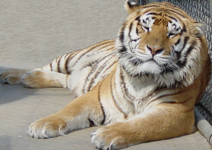 Tiger
