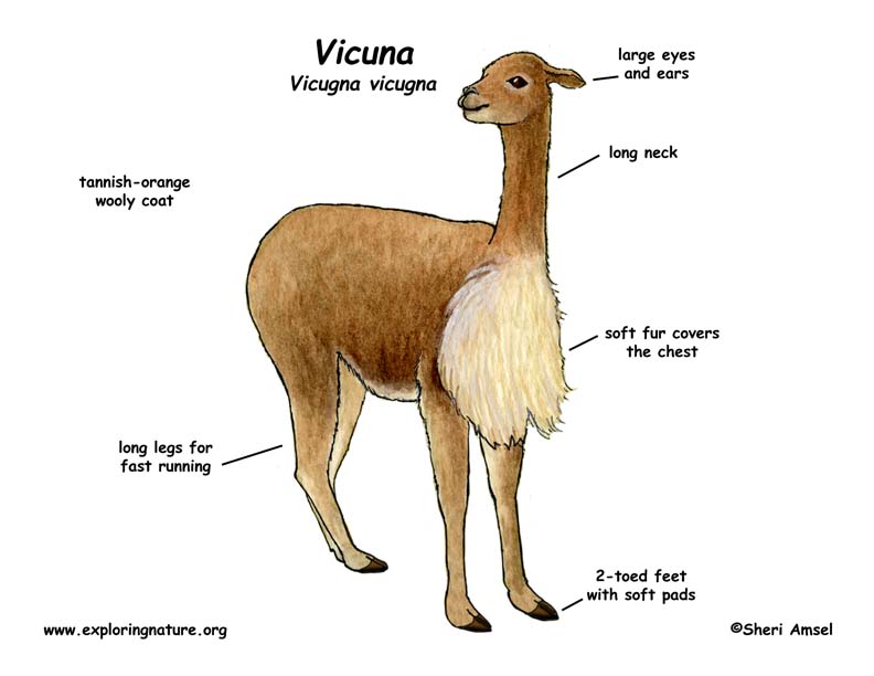 Vicuna (Vicugna)