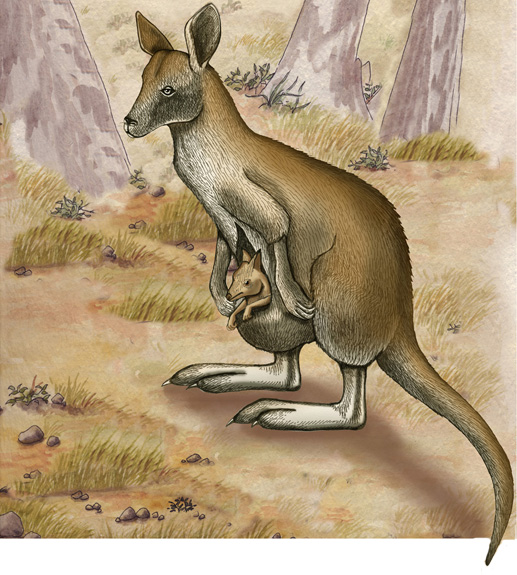 Wallaby (Agile)