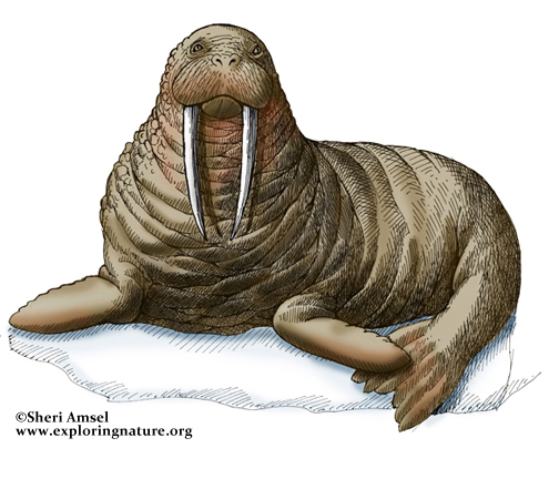 Walrus
