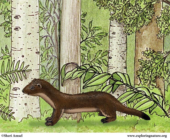 Weasel (Short Tailed) or (Ermine)