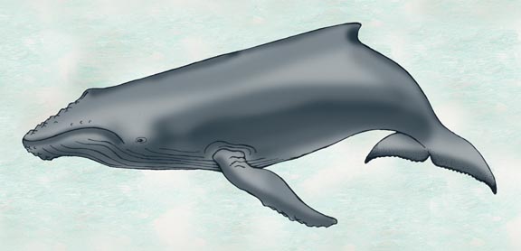 Whale (Humpback)