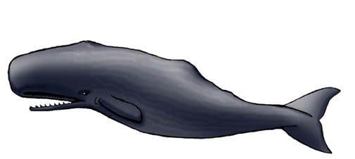 Whale (Sperm)