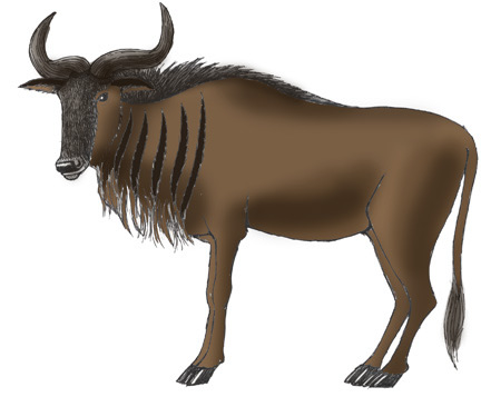 Wildebeest