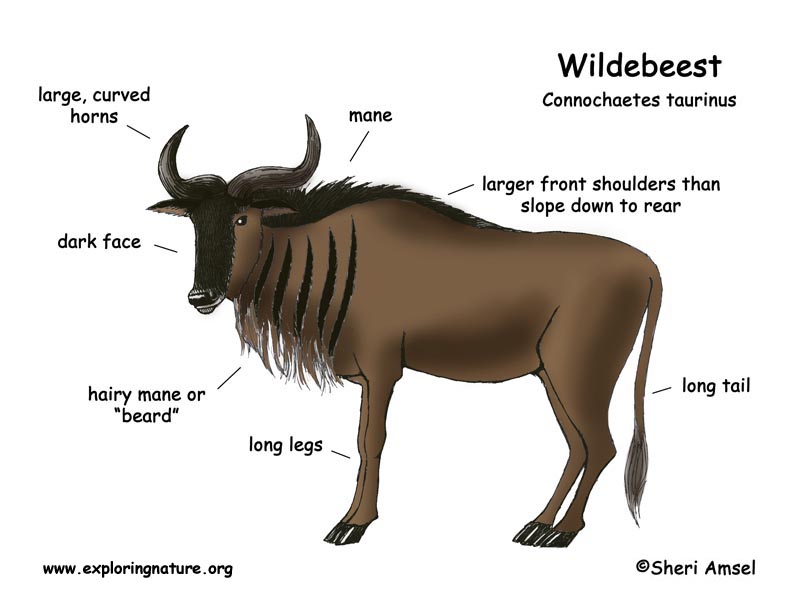 Wildebeest