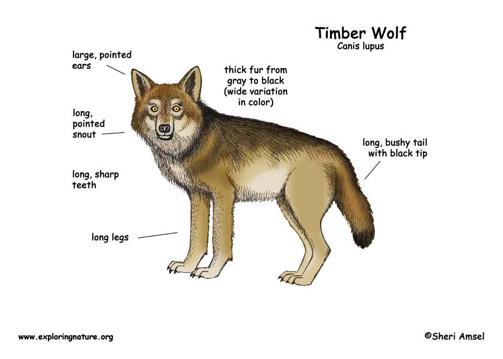 Wolf (Timber Wolf or Gray Wolf)