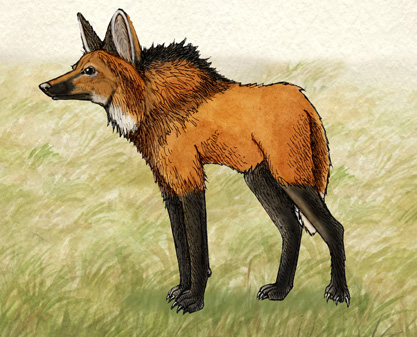 Wolf (Maned)