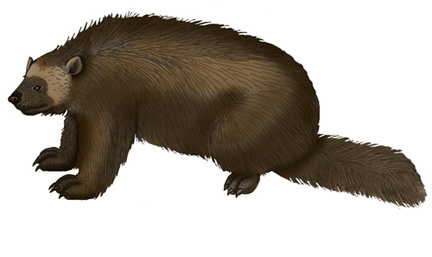 Wolverine