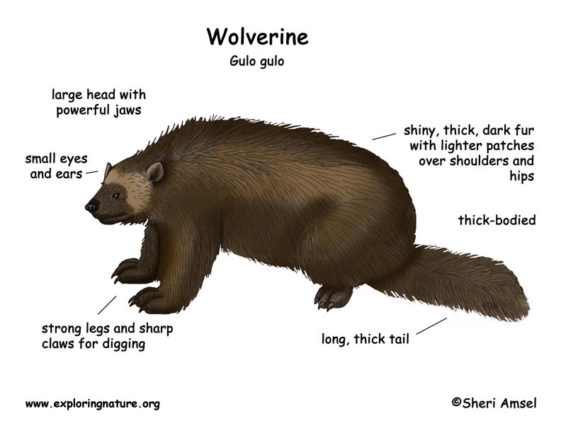 Wolverine