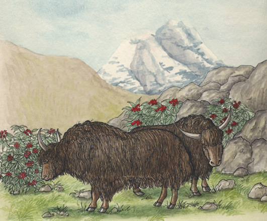 Yak