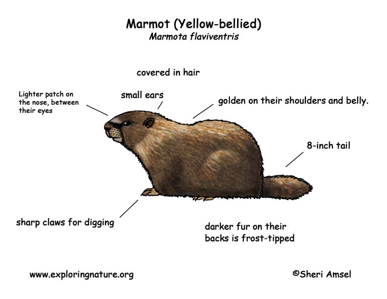 Marmot (Yellow-bellied)