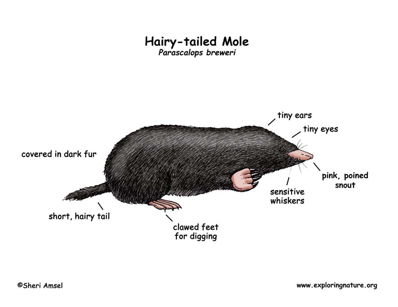 Mole (Hairy-tailed)