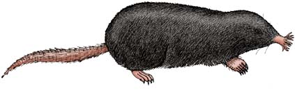 Mole‬ (‪Star-nosed)‬