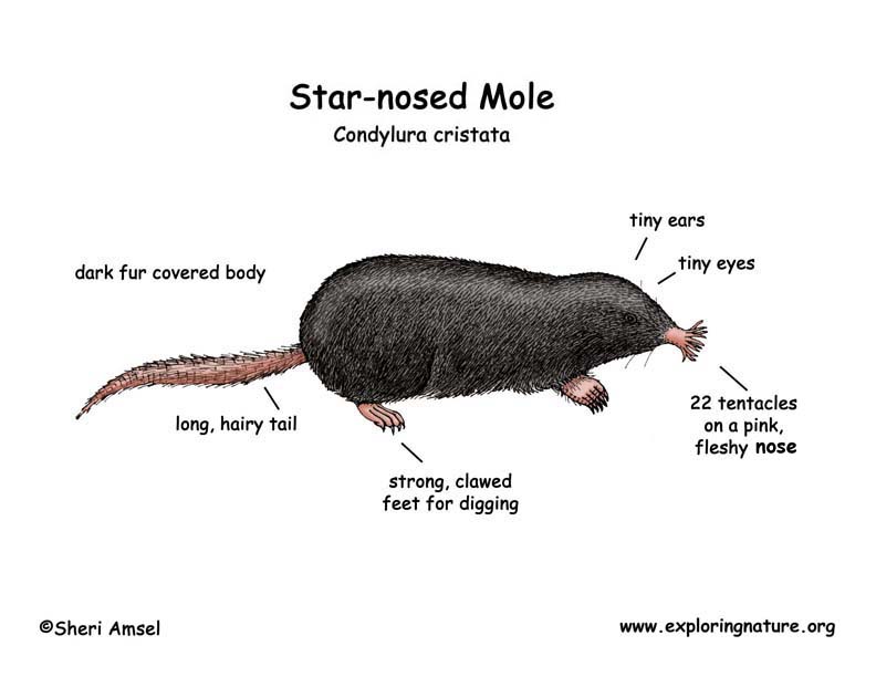 Mole‬ (‪Star-nosed)‬