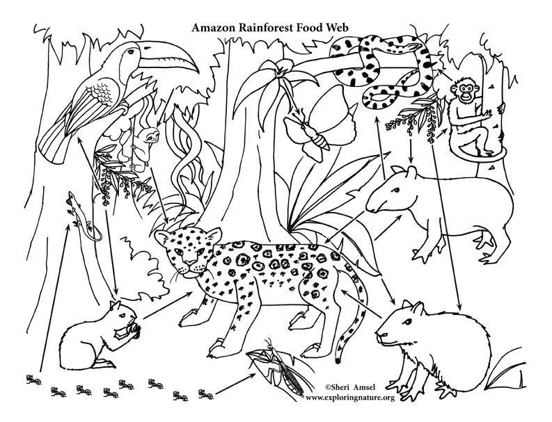 Amazon Rainforest Mural