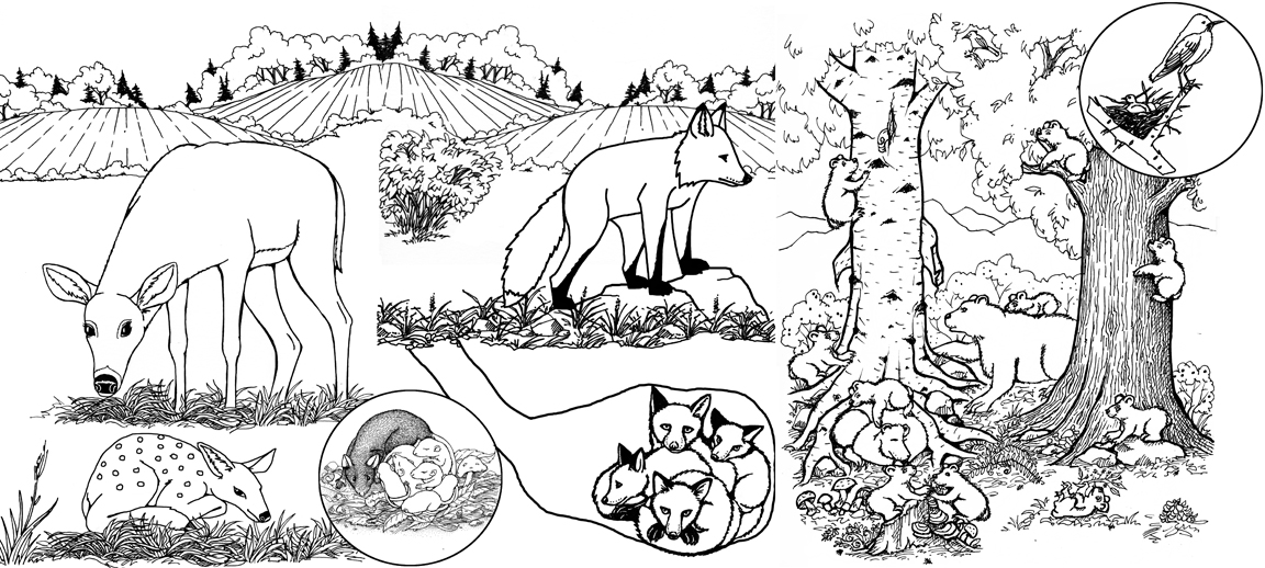 baby animals