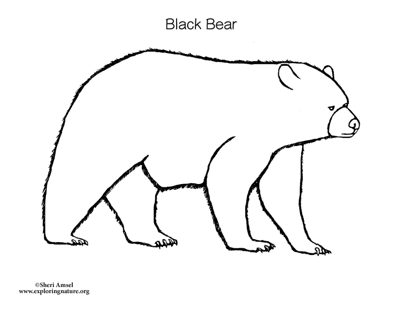 Black bear