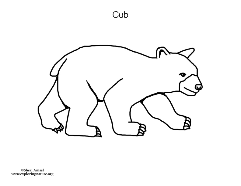 bear cub