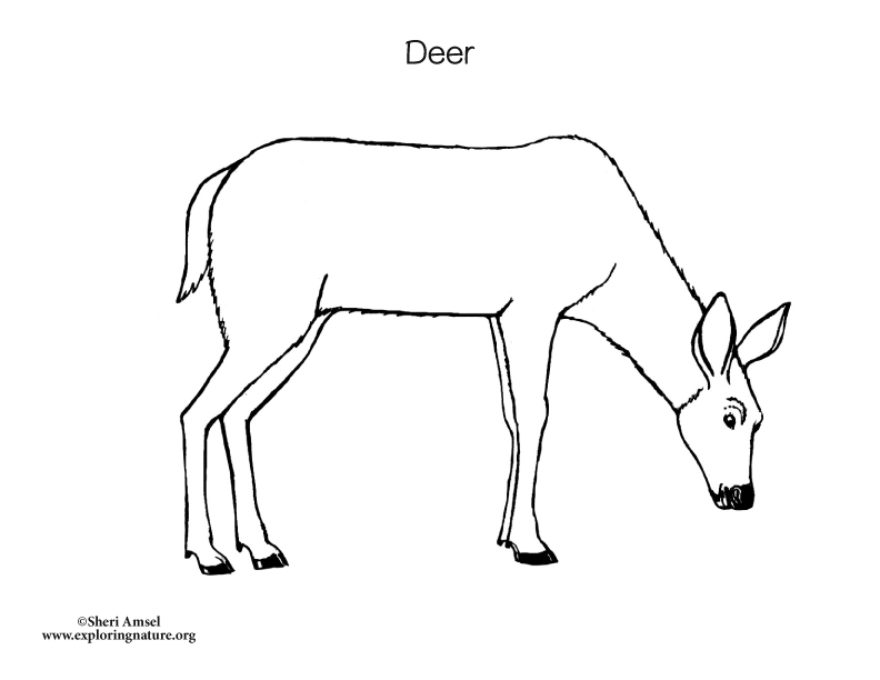 Deer, doe, mother deer