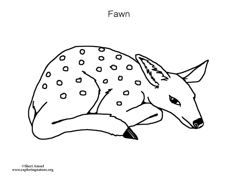 fawn