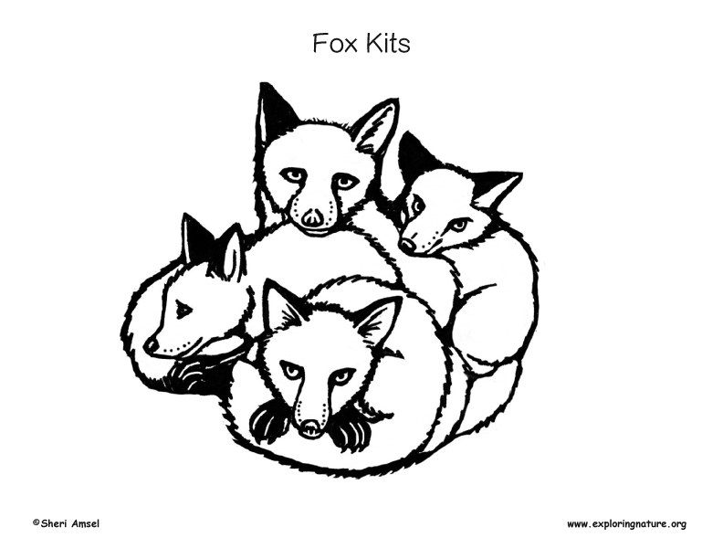 Fox Kits