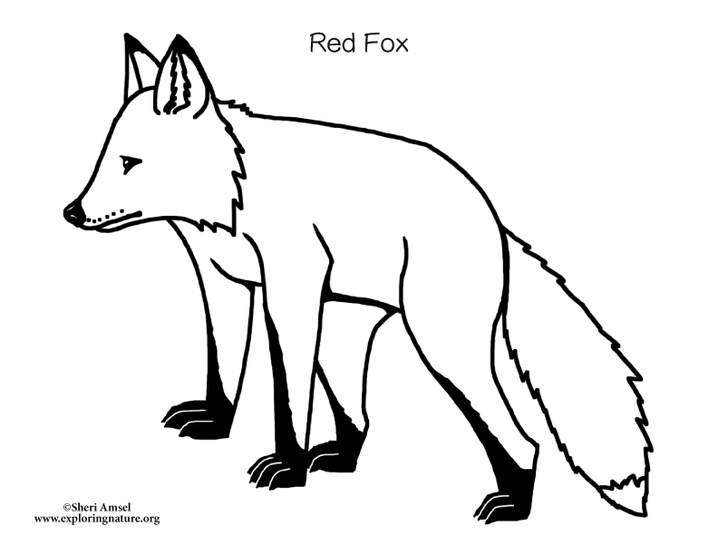 Red Fox