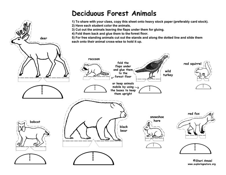Deciduous Forest Diorama