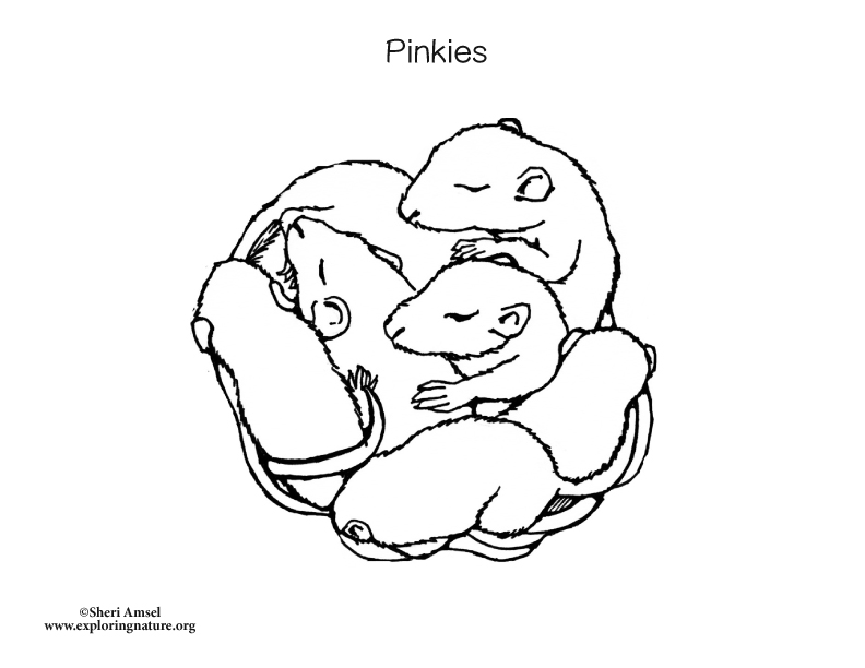 mouse babies, pinky, pinkies